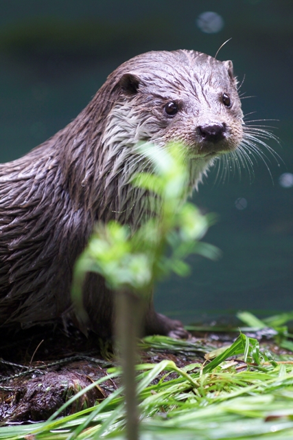 Otter Otter