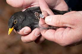 Amsel mit Ring am Bein