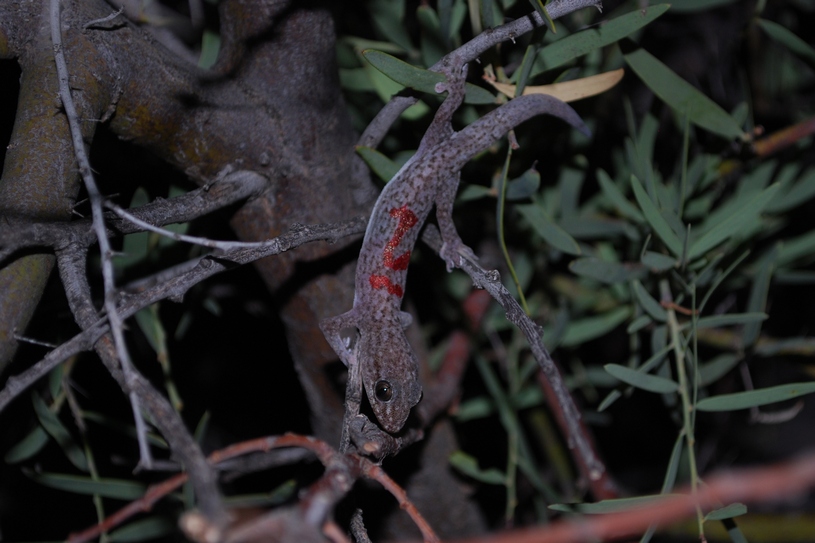 One of the studied species: Gehyra varioegata One of the studied species: Gehyra varioegata