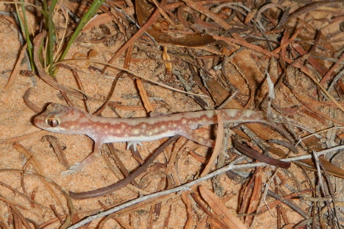 Lucasium damaeum Lucasium damaeum