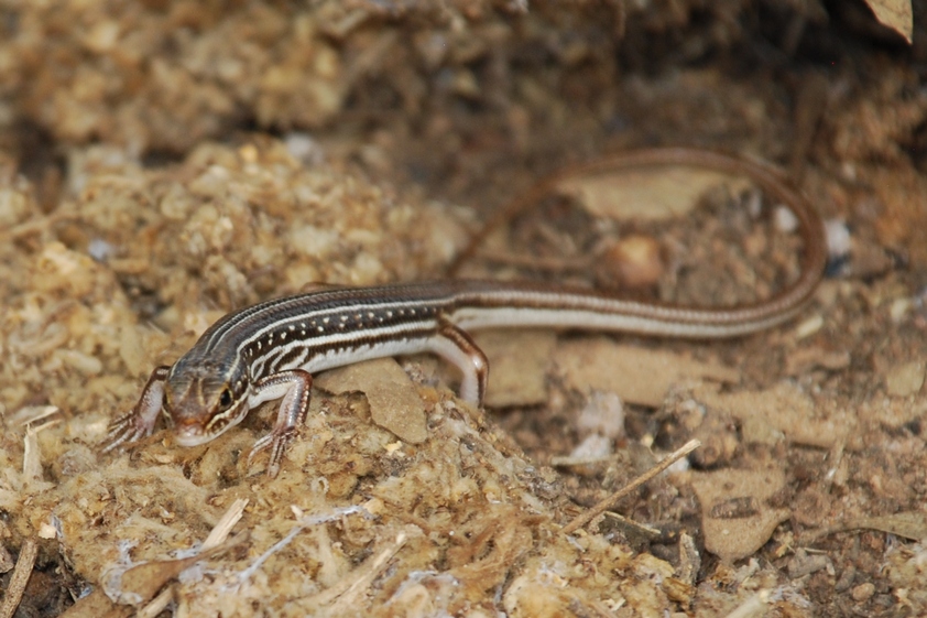 Ctenotus regius