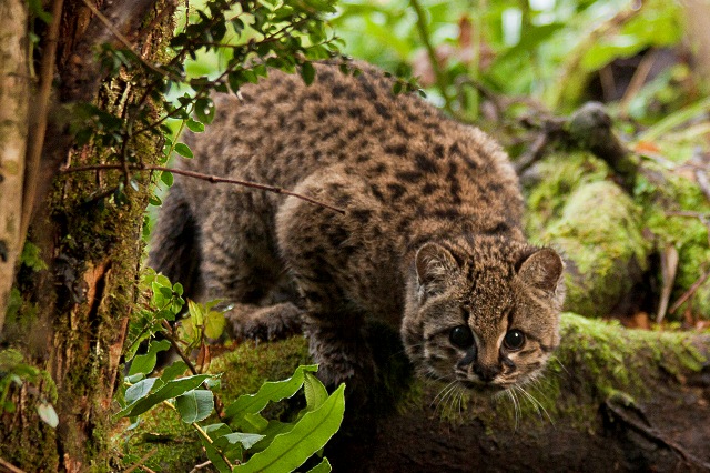 https://www.ufz.de/export/data/2/90696_Leopardus%20guigna%20%20captura%20%C2%A9%20Jerry%20Laker%2C%20Fauna%20Australis.jpg