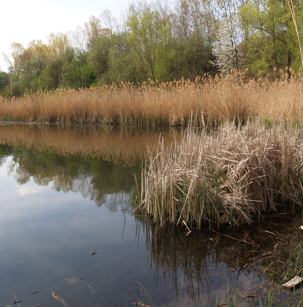 See östlich der Kippe Neukirchen (Foto: Hans Schmidt-Wolfersdorf)