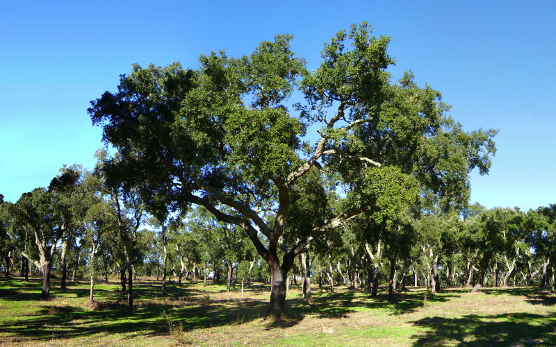 Cork Oak (Quercus suber) forest in central Portugal. The only tree species is Quercus suber, while the understorey concists of multiple species of therophytes and a small variety of chamaephytes.