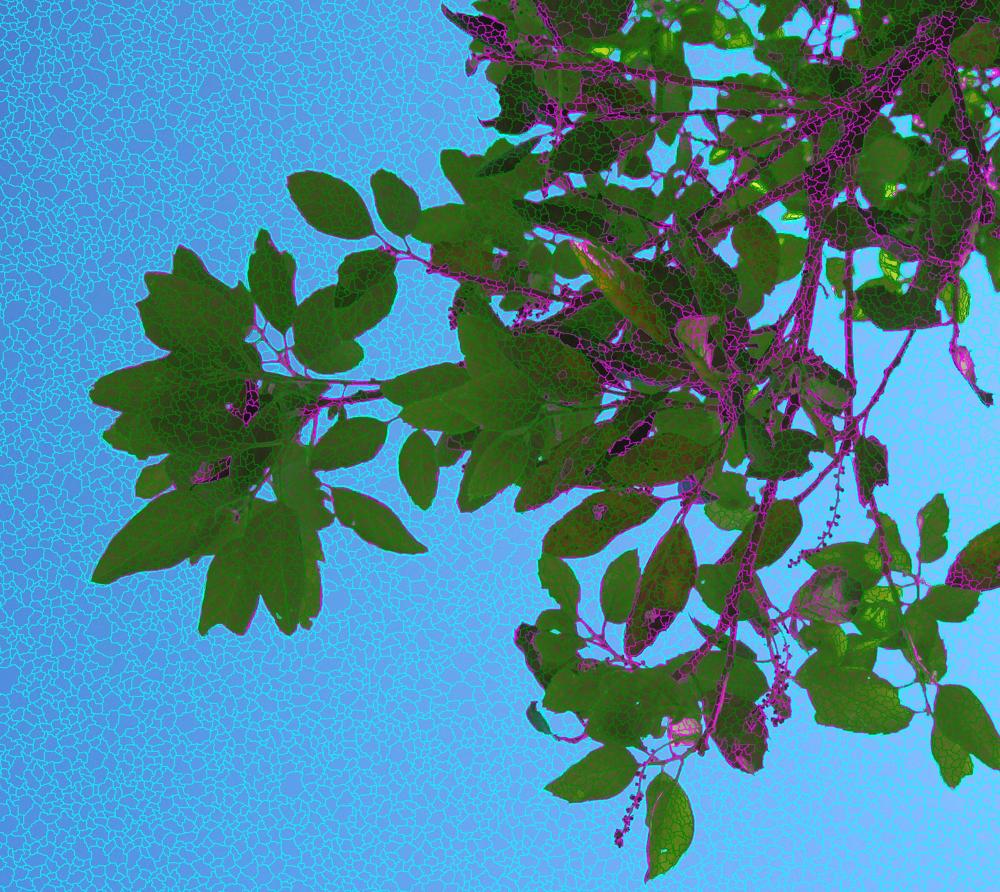 Digital cover photo below a Cork Oak (Quercus suber) branch. The picture is segmented in objects and classified to distinguish sky, leaf and branch areas.