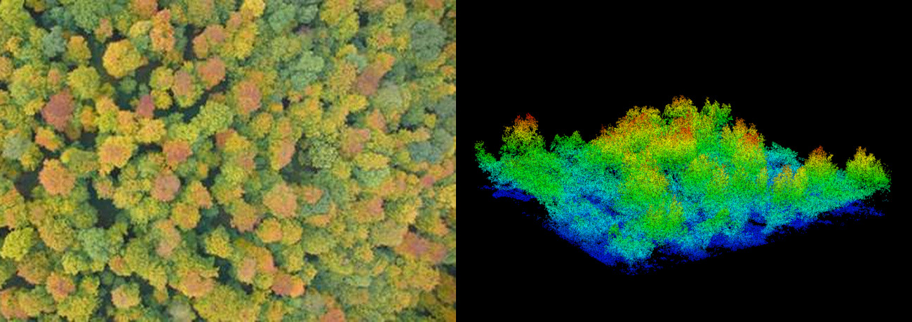 Canopy photo and LiDAR scene