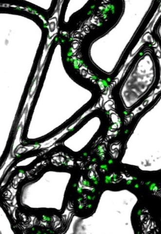 Bioavailability Bioavailability