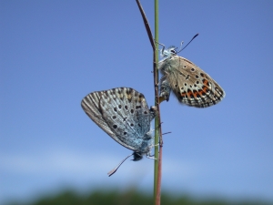 Geißklee-Bläuling (Plebejus argus); Foto: Steffen Caspari