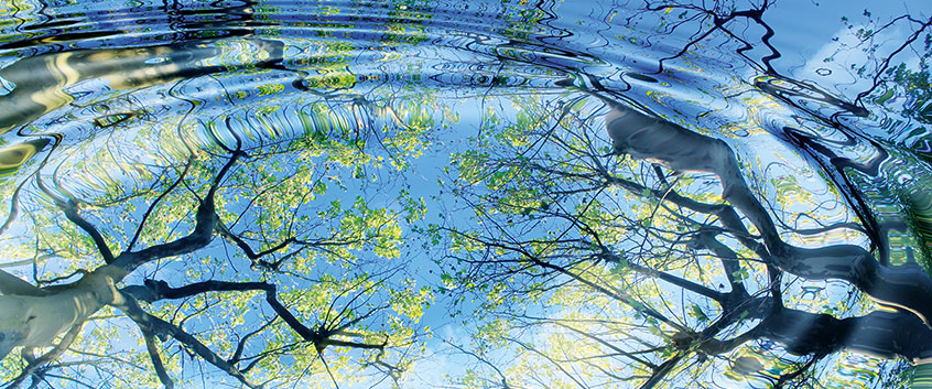Wasserspiegelung und Bäume. Quelle: jarma - Fotolia
