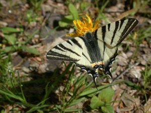 Segelfalter (Iphiclides podalirius; Foto: Steffen Caspari Segelfalter (Iphiclides podalirius; Foto: Steffen Caspari