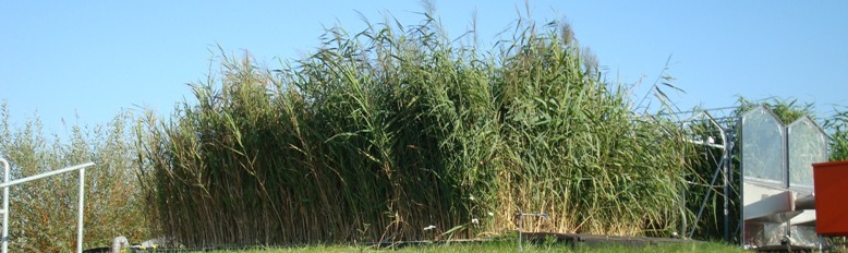 Constructed Wetland an der Pilotanlage Leuna