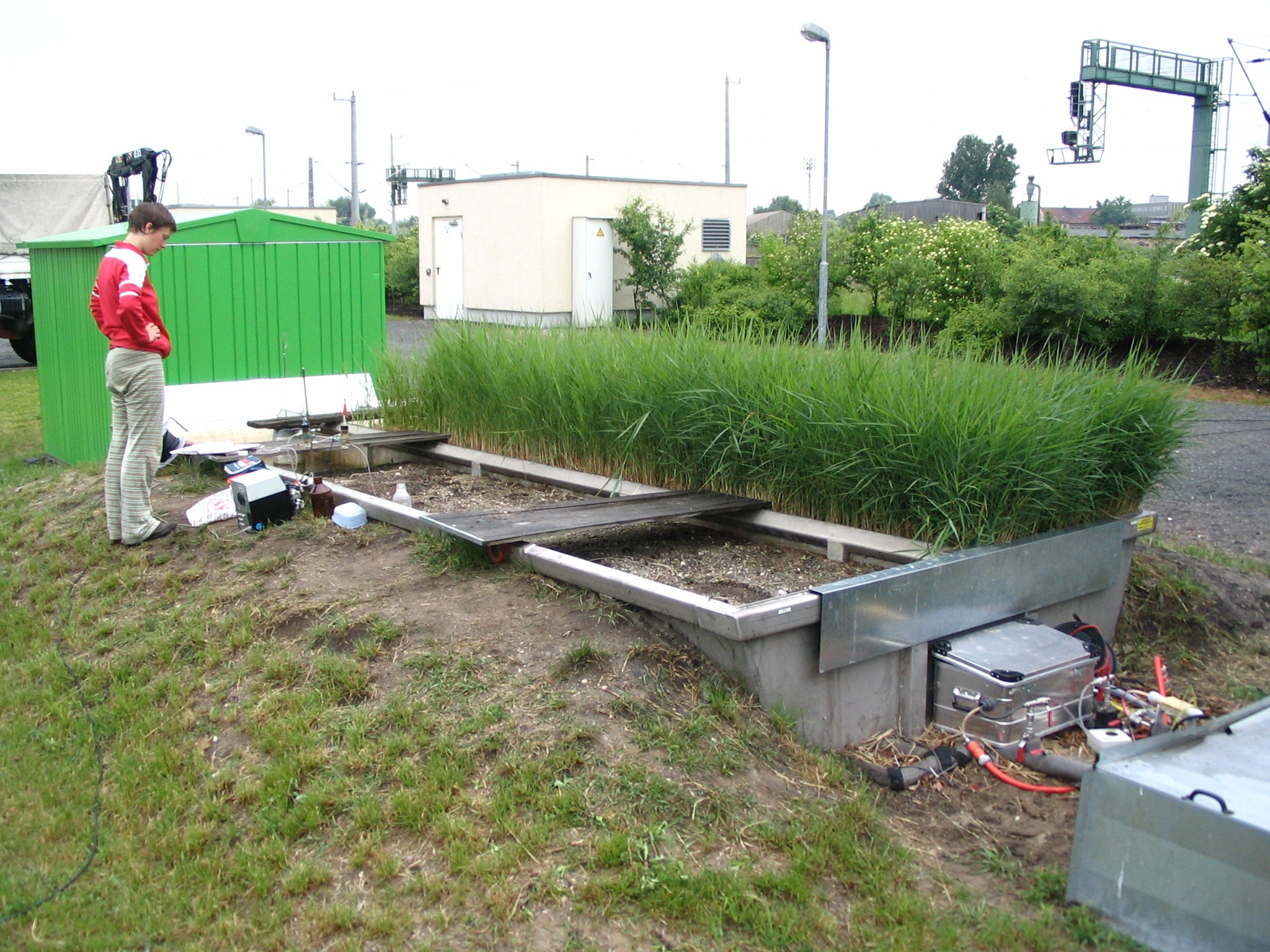 Picture of experimental wetland in Bitterfeld