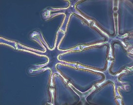 Aerenchyme tissue of <i>Juncus effusus</i> Microscopic picture
