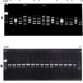 Inoculation of the rhizosphere of Carex gracilis with Pseudomonas putida G7 picture of a electrophorese gel