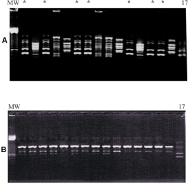 picture of a electrophorese gel