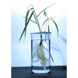 Visible slime layer on the roots of Phalaris arundinaceae exposed to phenol plant in a beaker