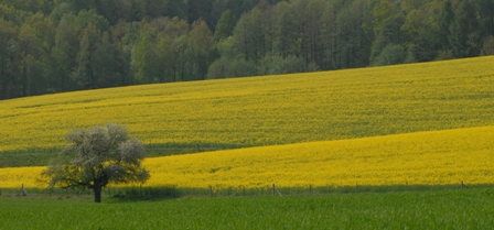 Agricultural lands in Europe: not all is ugly and bad. Photograph: Guy Pe'er, 2009. All rights reserved