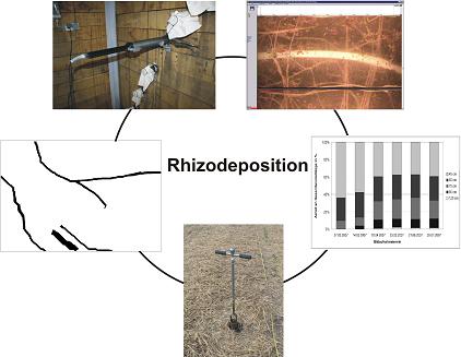 Rhizodeposition