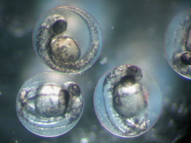 Cells Cells