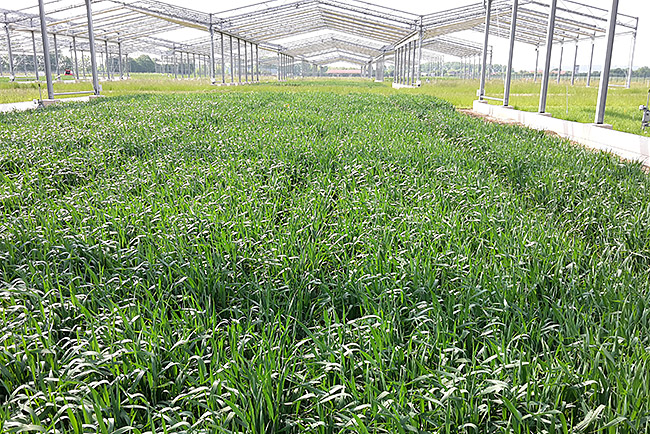 ConvFarm ConvFarm