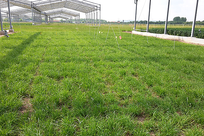IntMeadow IntMeadow