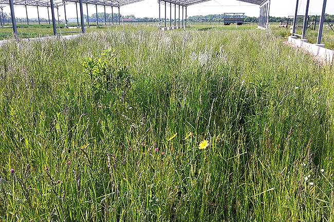 ExtMeadow ExtMeadow
