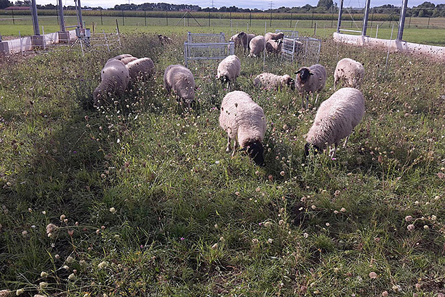 Grazing Grazing
