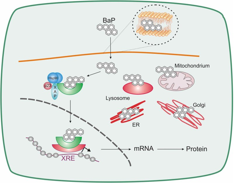 From contaminants to cellular response (project scheme)