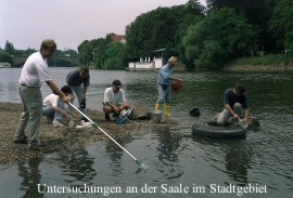 Probenahme Saale Stadtgebiet Probenahme Saale Stadtgebiet
