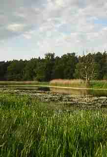 Flutrinne Schöneberger Wiese - Mittlere Elbe - M.Scholz Flutrinne Schöneberger Wiese - Mittlere Elbe - M.Scholz