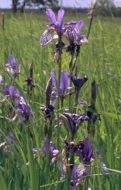 Iris sibirica, Foto: M.Scholz, UFZ