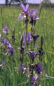 Iris sibirica, Foto: M.Scholz, UFZ Iris sibirica, Foto: M.Scholz, UFZ
