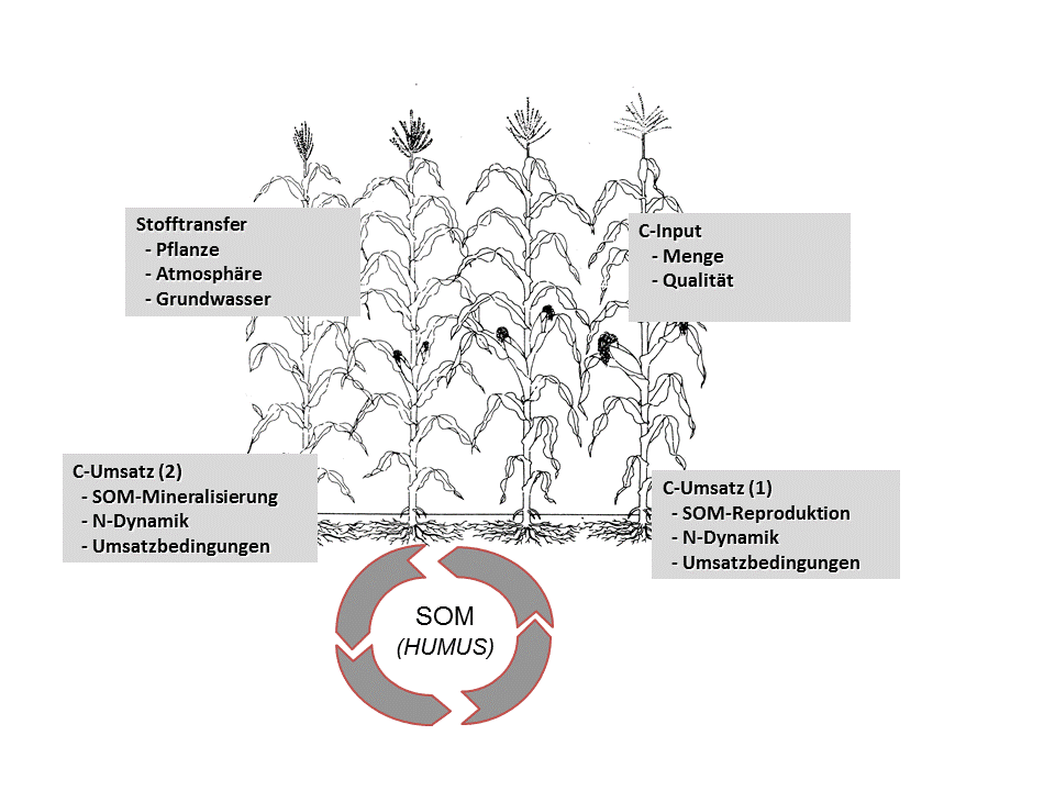 Stoffkreislauf im System Pflanze-Boden