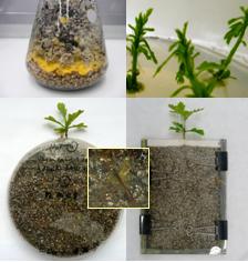 Oak microcuttings from Quercus robur L. DF156  Ectomycorrhizal fungus Piloderma croceum