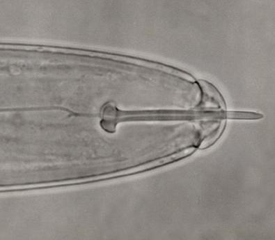 Root feeding nematodes: Pratylenchus penetrans