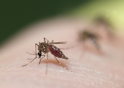 Mosquito biting Mosquito biting