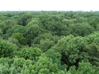 Riparian forest beside the city.