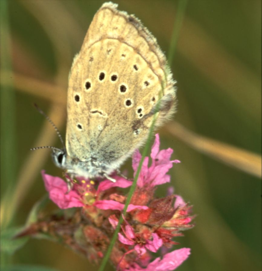 Maculinea teleius