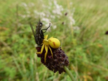 Spinne mit Fliege