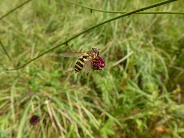 Schwebfliege Schwebfliege