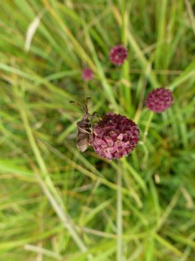 Runde Blüte