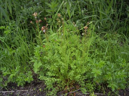 Kleiner Wiesenknopf