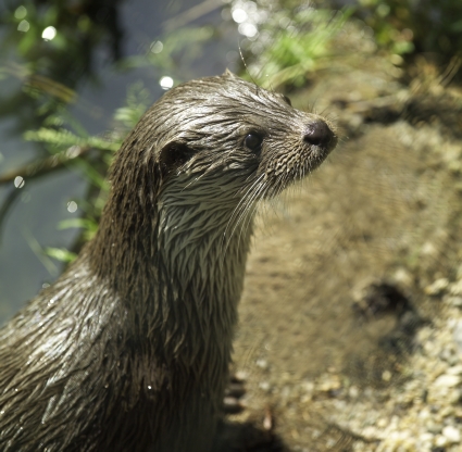 Eurasien otter, Photo A. Kunzelmann Eurasien otter, Photo A. Kunzelmann