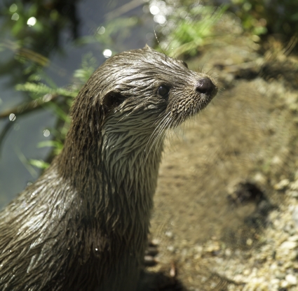 Eurasien otter, Photo A. Kunzelmann