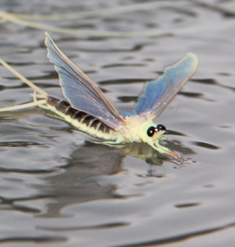 Tisza mayfly, Photo Szabolcs Lengyel