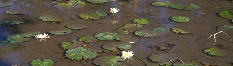 Waterlilies, Photo J. Freyhof Waterlilies, Photo J. Freyhof