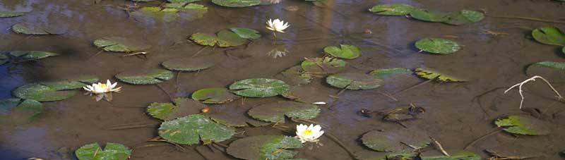 Waterlilies, Photo J. Freyhof