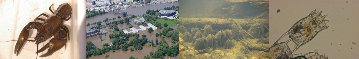 Lebewesen und Hochwasser, ...