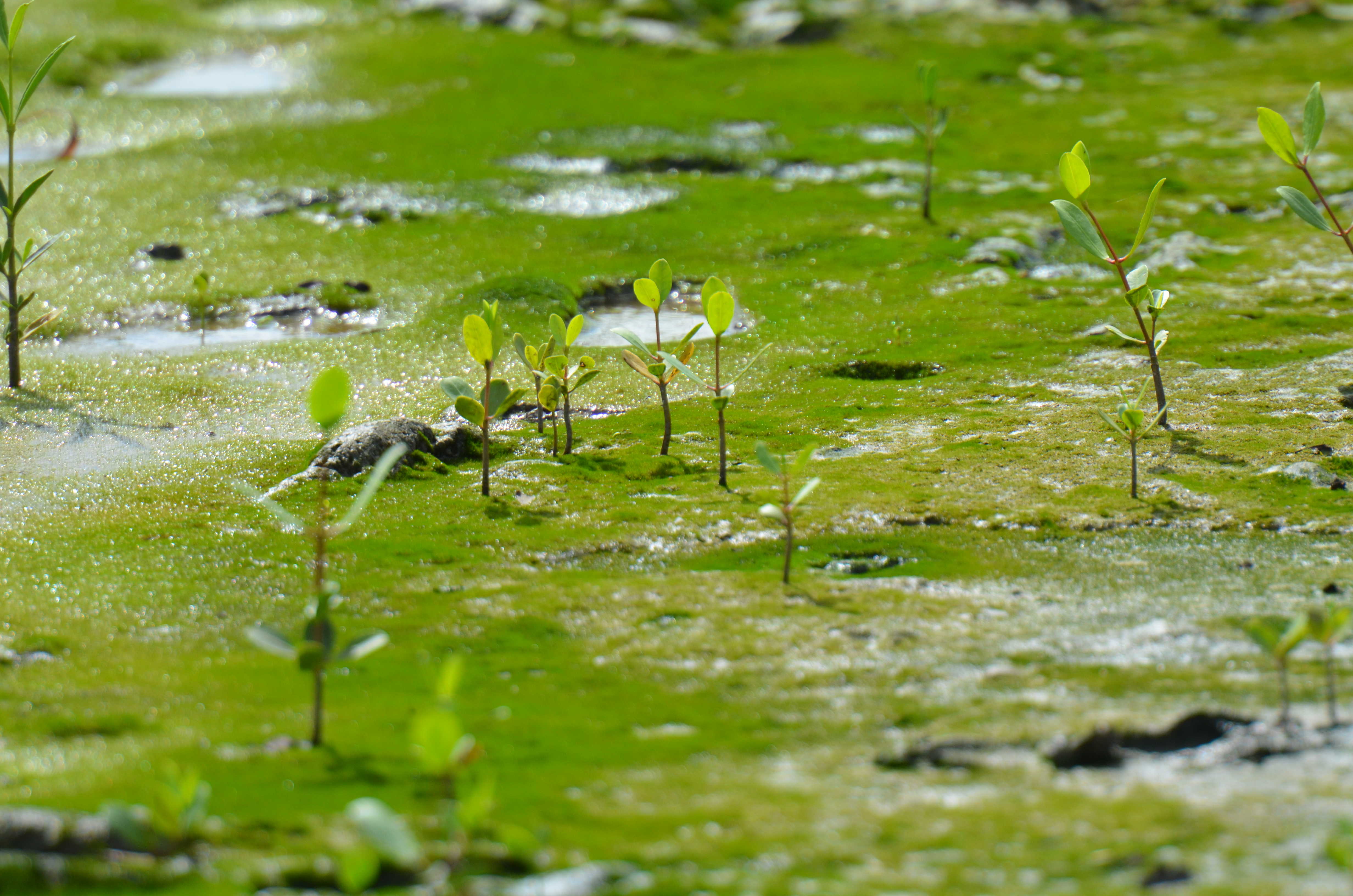 Young mangrove trees with microphytobenthic biofilm at low tide in the intertidal zone of French Guyana (L Denis)