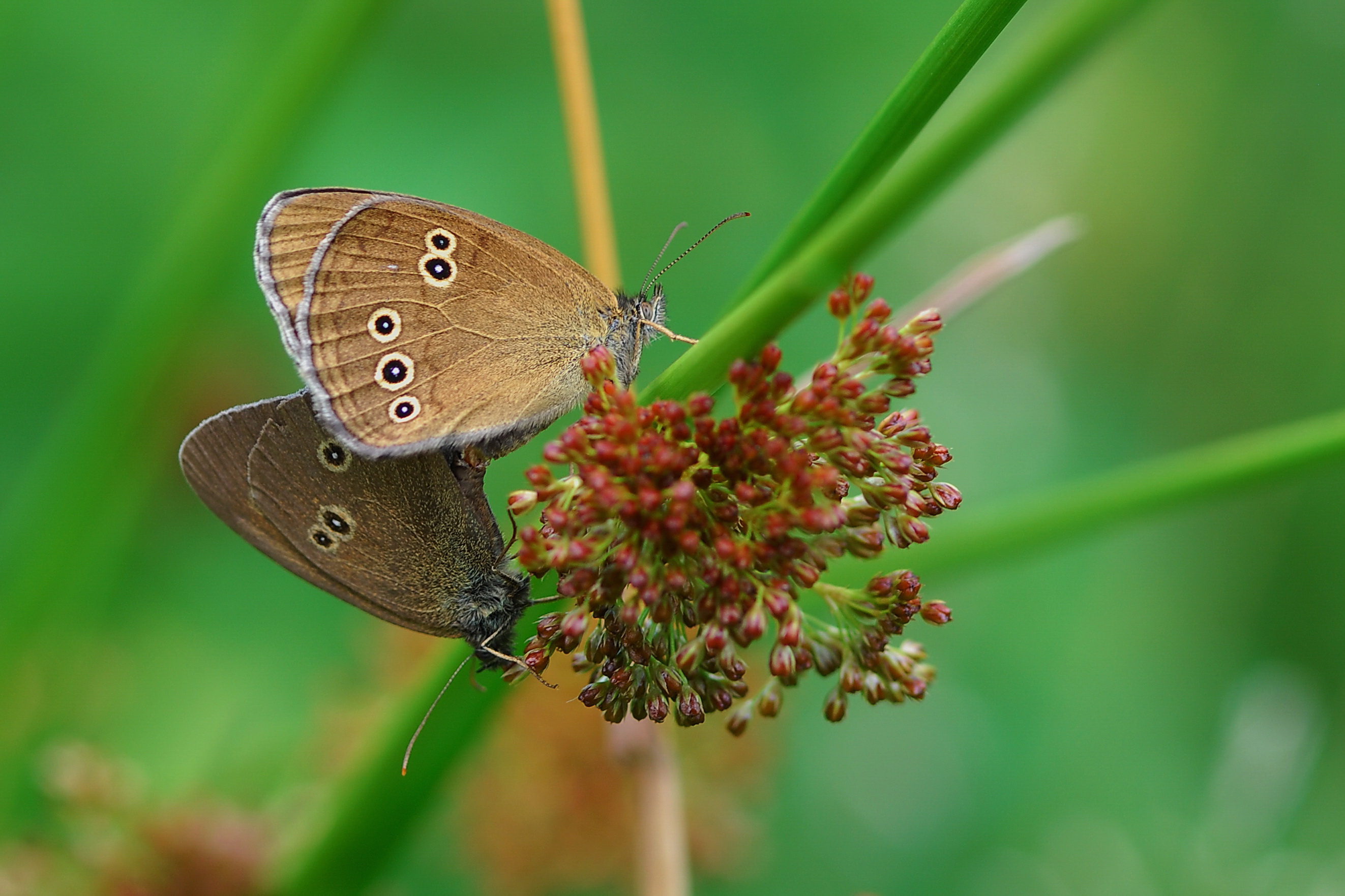 Ringlet (Aphantopus hyperantus), Photo: Erk Dallmeyer